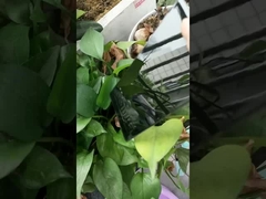 süper parlak siyah toz boya